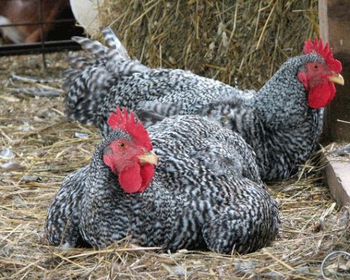 Chickens Chickens