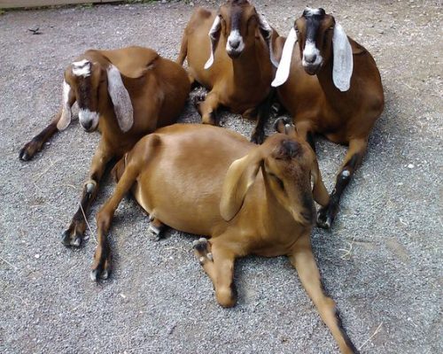 Goat Goat