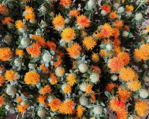 PRODUCT-Carthamus PRODUCT-Carthamus