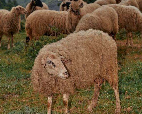 Sheeps Sheeps