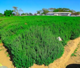 rosemary growers in kenya