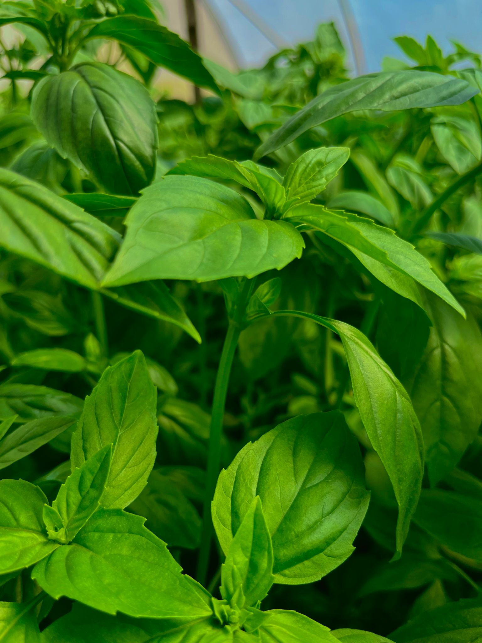 basil kenya