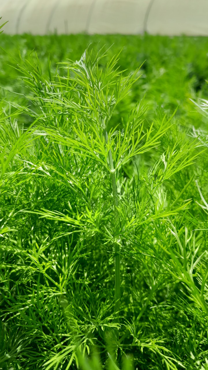 dill herb kenya