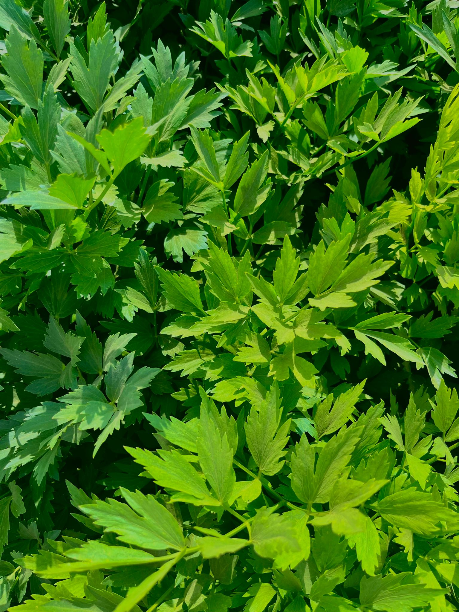 parsley kenya