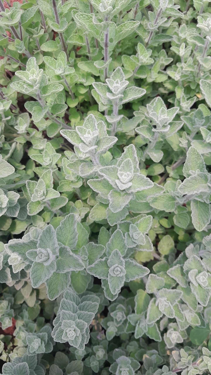 oregano farm kenya